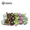 Sierra's® - Sevilla Succulent Mix (Deluxe)