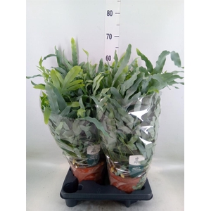 Phlebodium aureum 'Blue Star'