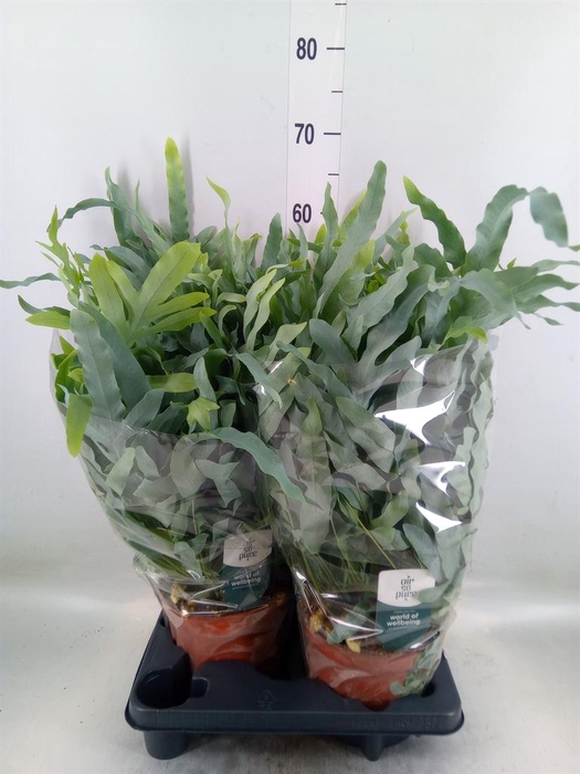 <h4>Phlebodium aureum 'Blue Star'</h4>
