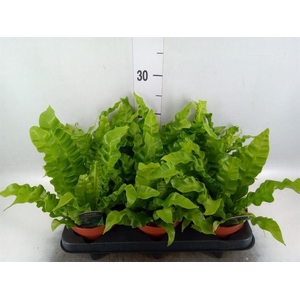 Asplenium nidus 'Crispy Wave'