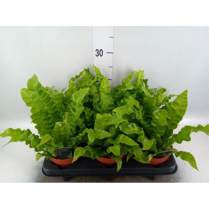 <h4>Asplenium nidus 'Crispy Wave'</h4>