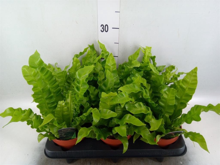 Asplenium nidus 'Crispy Wave'