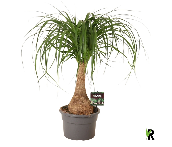 <h4>Beaucarnea recurvata</h4>