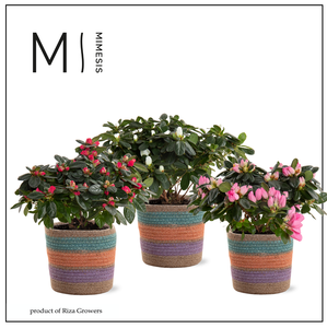 Azalea Mix - 13 cm in Tooske - Fun World