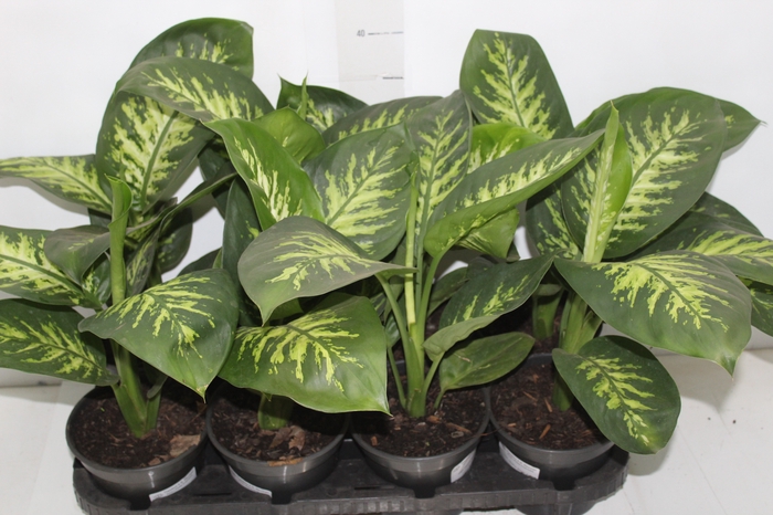 <h4>DIEFFENBACHIA TROPIC SNOW P15</h4>