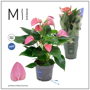 Mimesis Anthurium KARMA Joli - 12cm