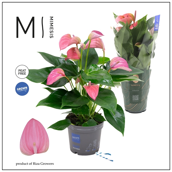 <h4>Mimesis Anthurium KARMA Joli - 12cm</h4>