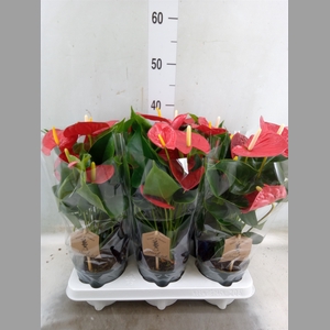 Anthurium andr. 'Esudo'
