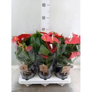Anthurium andr. 'Esudo'