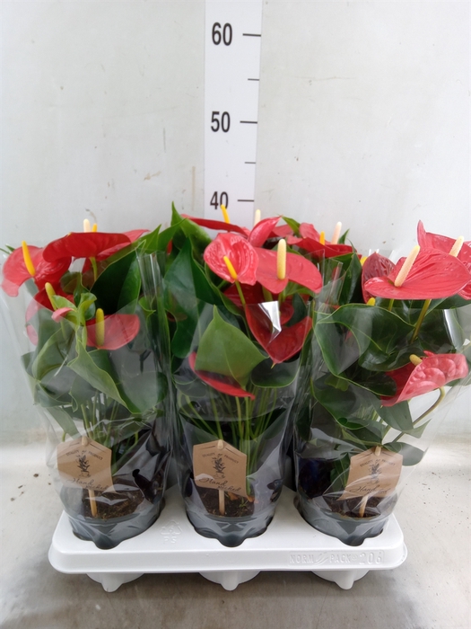 <h4>Anthurium andr. 'Esudo'</h4>