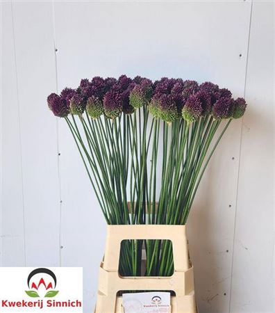 <h4>Allium Sphaerocephal 80cm</h4>