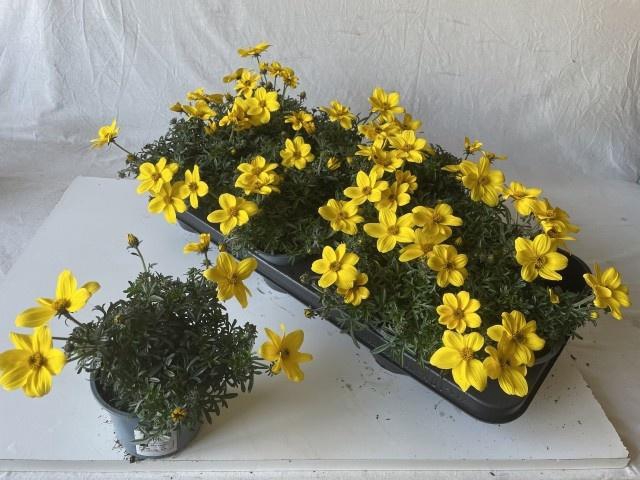 <h4>BID ELDORO GRANDE</h4>