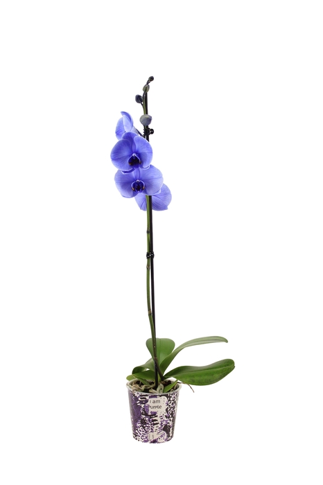 <h4>Potcover I Am Purple Phal I Am Purple 1T9+</h4>