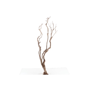 Syringa Branch Super Handel