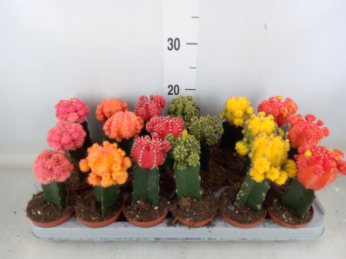 <h4>Gymnocalycium mihanov. 'Brasil'</h4>