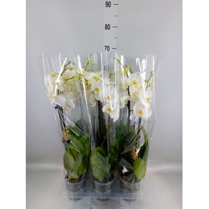 Phalaenopsis   ...white