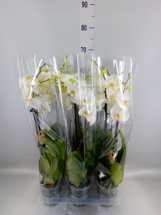 <h4>Phalaenopsis   ...white</h4>
