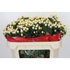 Hypericum Cool Romance Spray