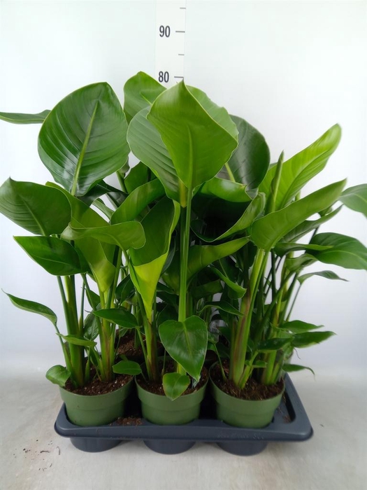 <h4>Strelitzia nicolai</h4>