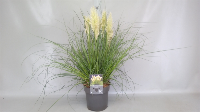 <h4>Cortaderia sell. 'Pumila'</h4>