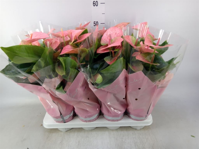 <h4>Anthurium andr. 'Sweet Dream'</h4>