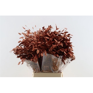 Dried Chasmantium Metallic Red Stem