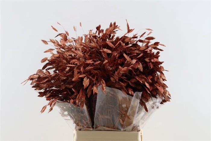 <h4>Dried Chasmantium Metallic Red Stem</h4>