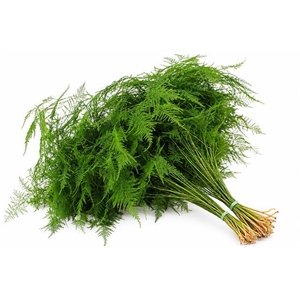 Asparagus Plumoses Spuntone