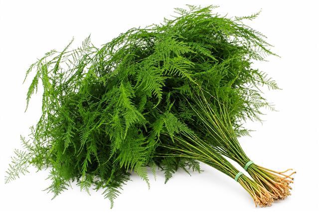 <h4>Asparagus Plumoses Spuntone</h4>