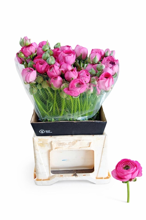 <h4>RAN THOM BONBON</h4>