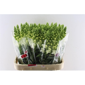 Antirrhinum Antibes White