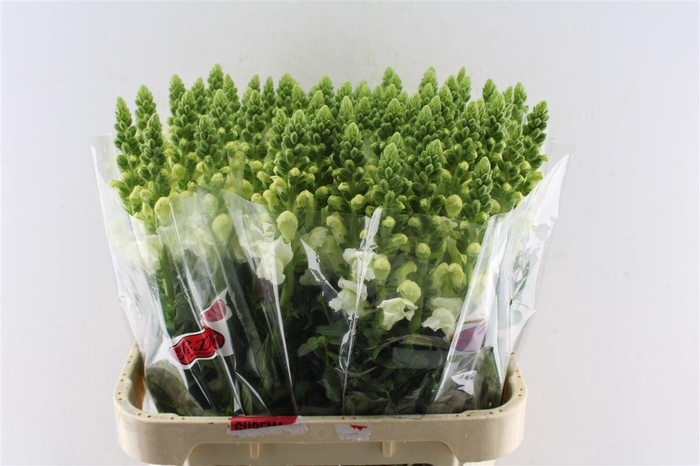 <h4>Antirrhinum Antibes White</h4>