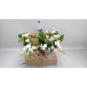 Phalaenopsis   ...white