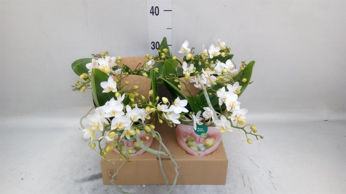 <h4>Phalaenopsis   ...white</h4>