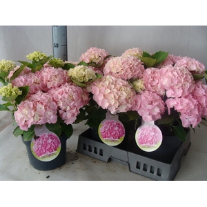 Hydrangea mac.   ...