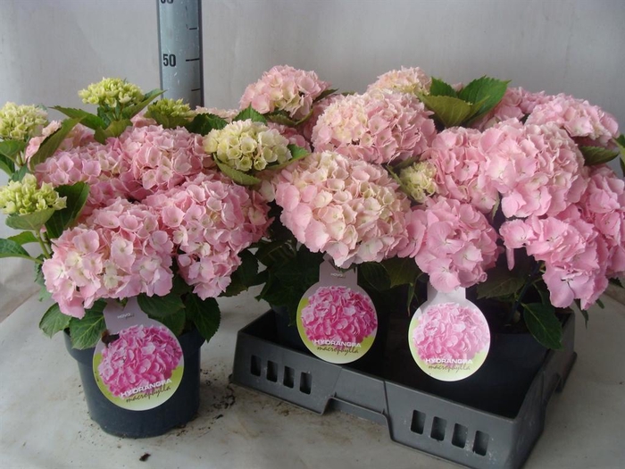 <h4>Hydrangea mac.   ...</h4>
