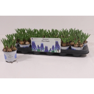 !! PROMO !! MUSCARI BLUE MAGIC P9