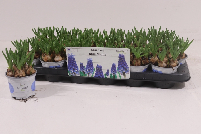 <h4>!! PROMO !! MUSCARI BLUE MAGIC P9</h4>