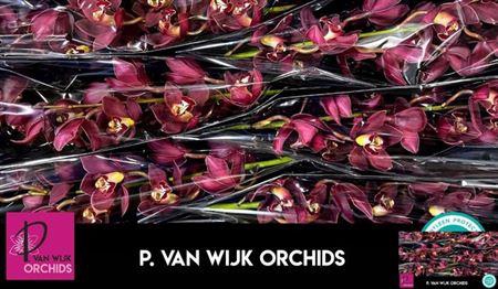 <h4>Cymb T Priwine</h4>