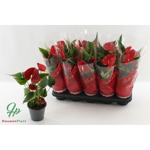 ANTHU AN SUCCESS RED