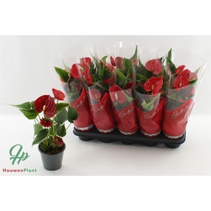 ANTHU AN SUCCESS RED