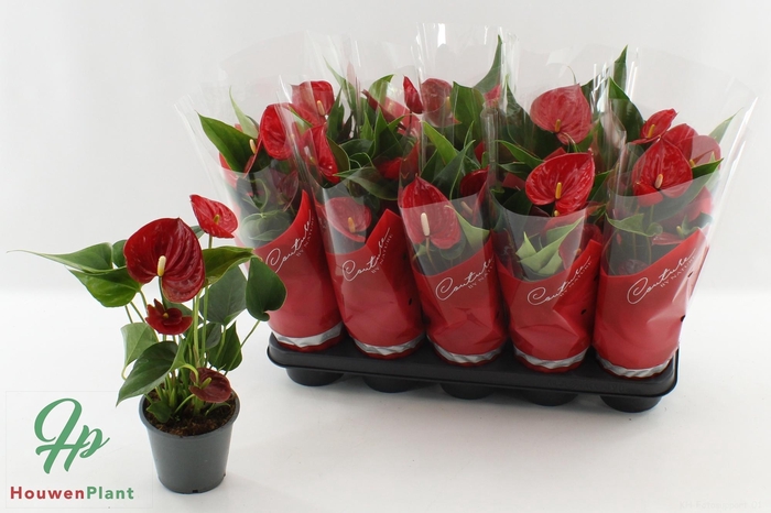 <h4>ANTHU AN SUCCESS RED</h4>