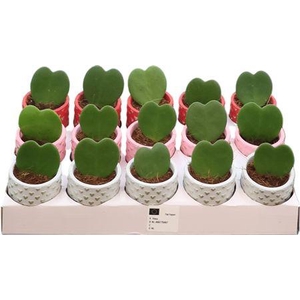 Hoya Kerrii Keramiek Kaya