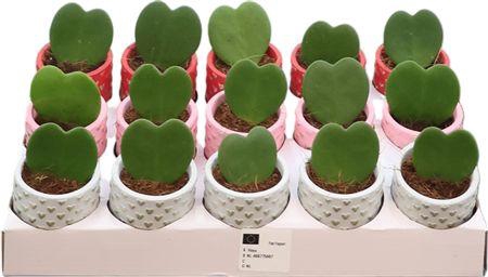 <h4>Hoya Kerrii Keramiek Kaya</h4>