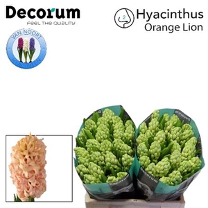 HYAC ORANGE LION 2X25