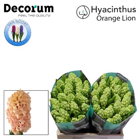 HYAC ORANGE LION 2X25
