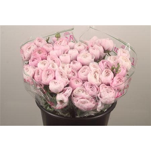 Ran.. Su Nebbia Extra