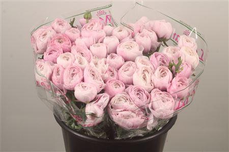 <h4>Ran.. Su Nebbia Extra</h4>