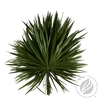 Palmetto X20