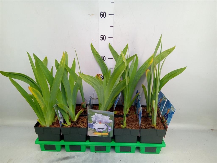 <h4>Iris germanica</h4>